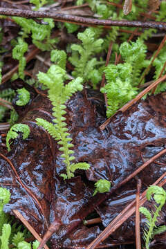 Image of Gulf Spike-Moss