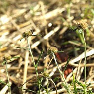 Image of tropical creeping cudweed