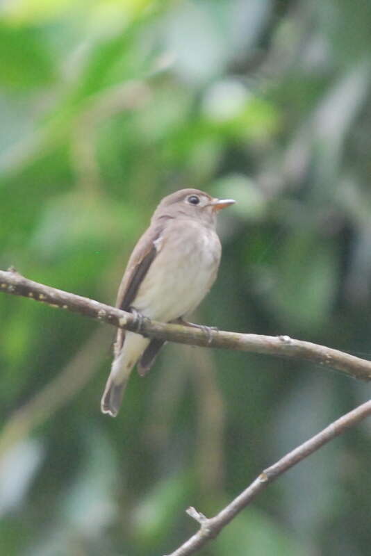 Image of Brown-streaked Flycatcher