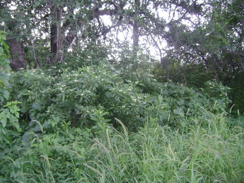 Image of Solanum argentinum Bitter & Lillo