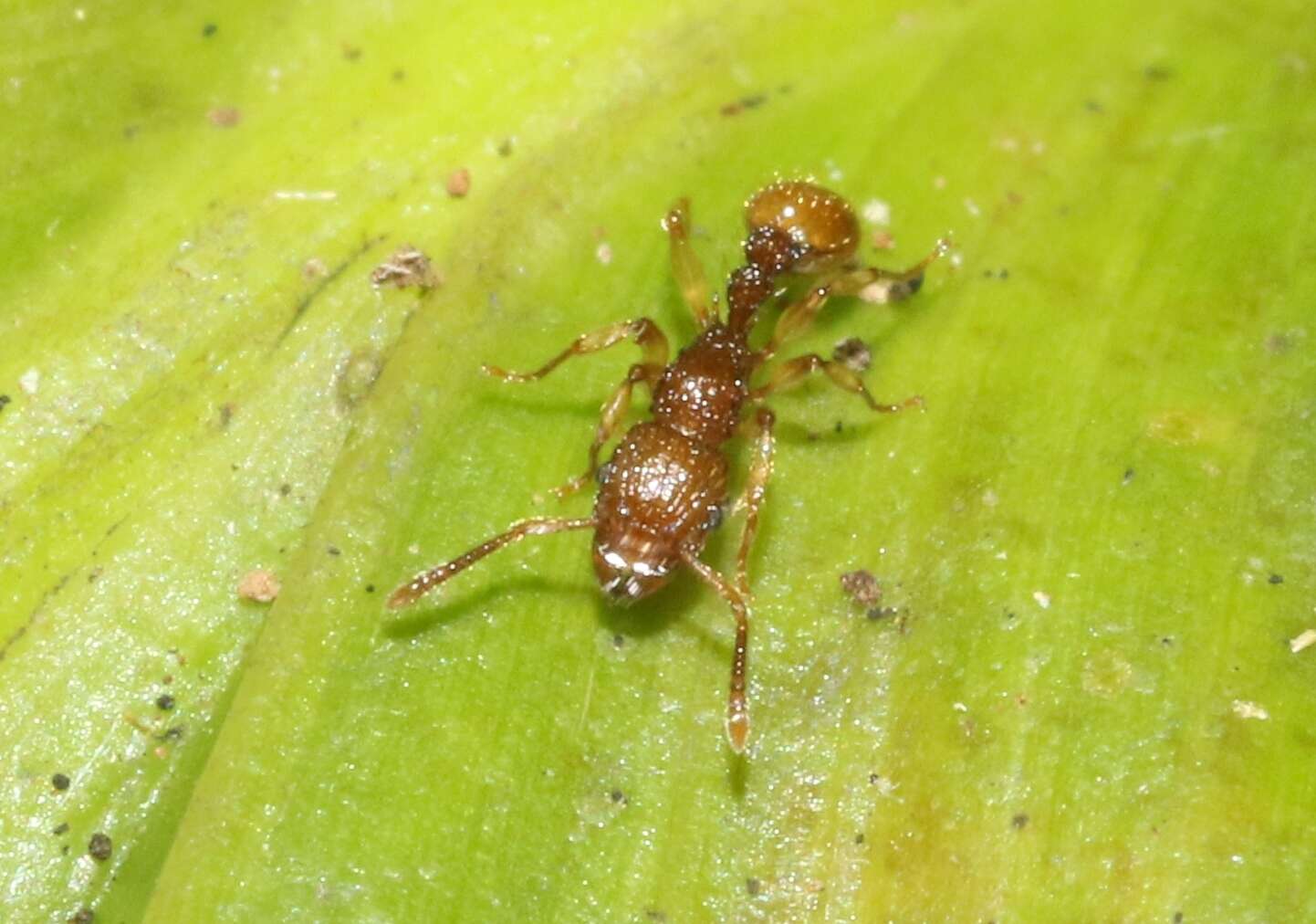 Image of Ant