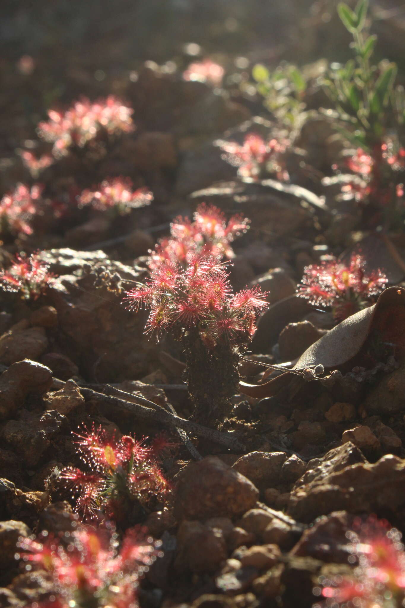 Imagem de Drosera lasiantha Lowrie & Carlquist