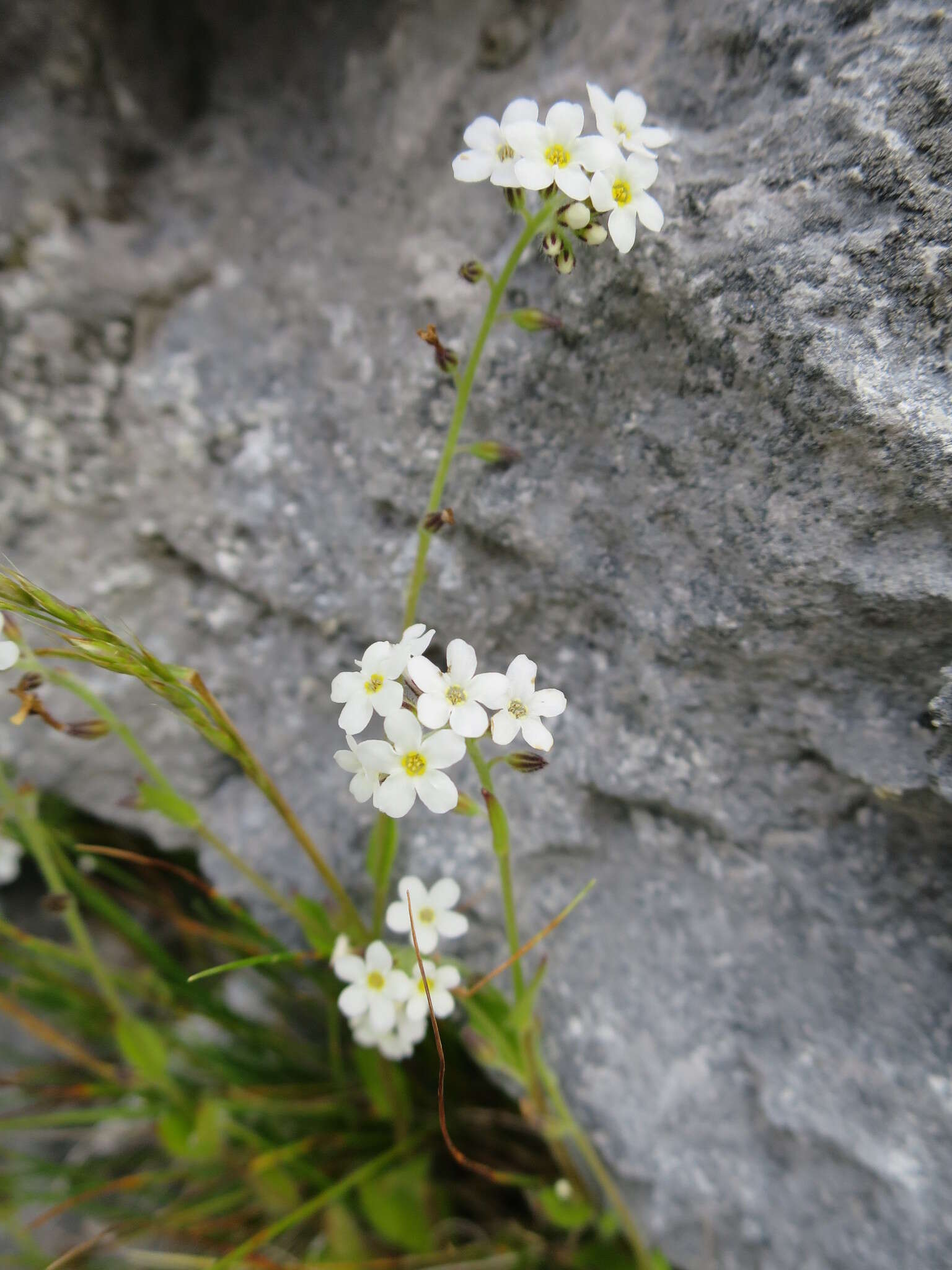 Image of Myosotis australis R. Br.