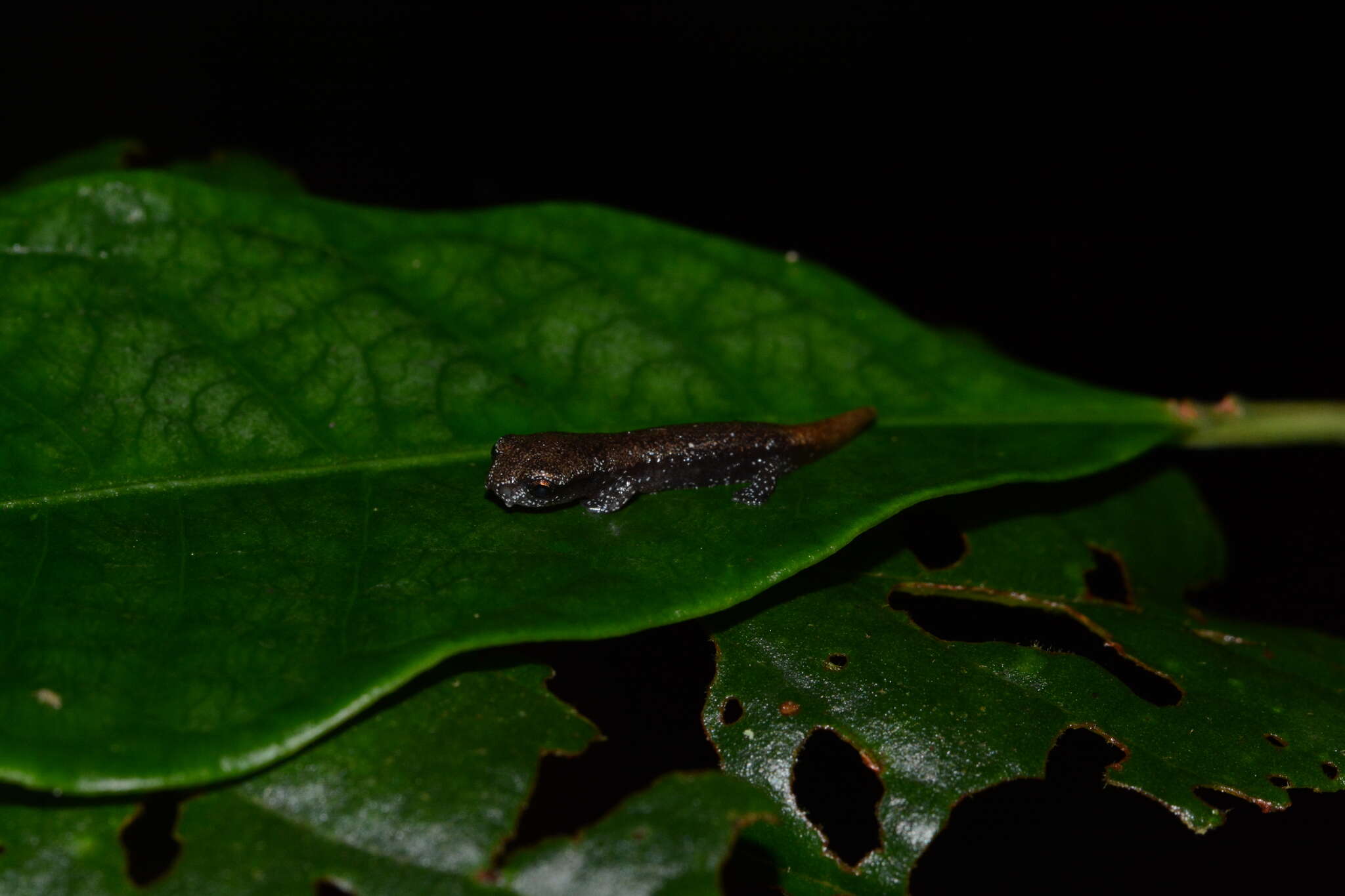 Image of Conant's Mushroomtongue Salamander