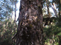 Image of Silver Pine