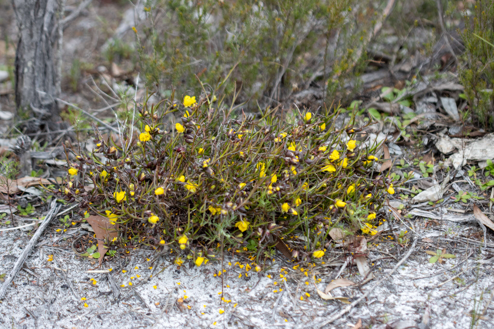 Image of Hibbertia vaginata (Benth.) F. Müll.