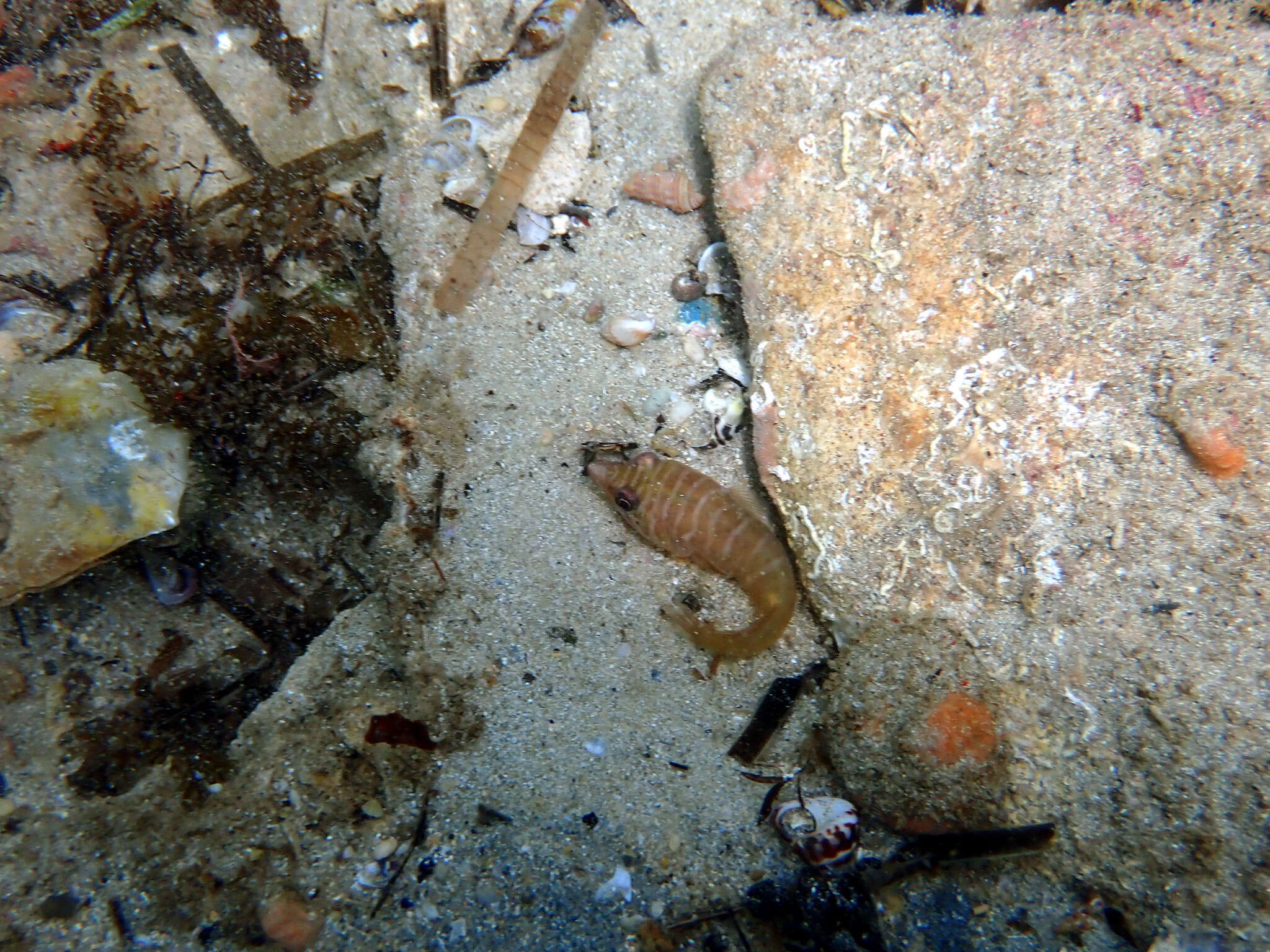 Image of Tasmanian clingfish