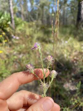 Image of Symphyotrichum plumosum (Small) Semple