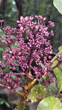 Image of Polyscias purpurea C. T. White