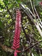 Image of Heliconia stilesii W. J. Kress