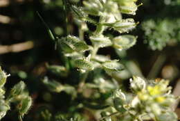 Image of Alyssum hirsutum M. Bieb.