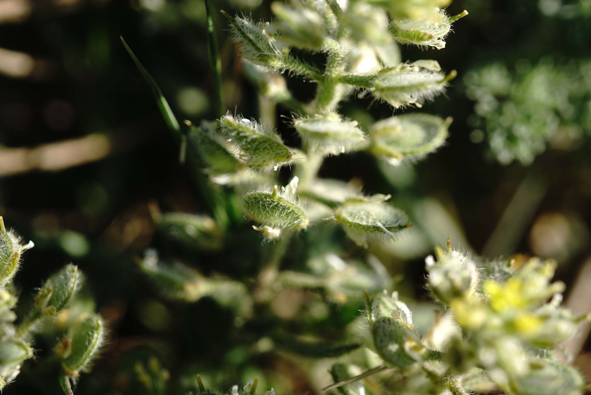 Слика од Alyssum hirsutum M. Bieb.