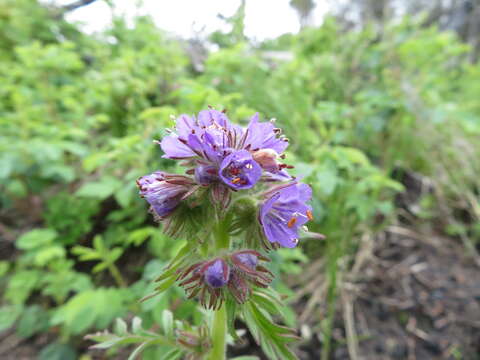 Image of Franklin's phacelia