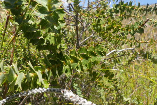 Image of Cliffortia ilicifolia L.