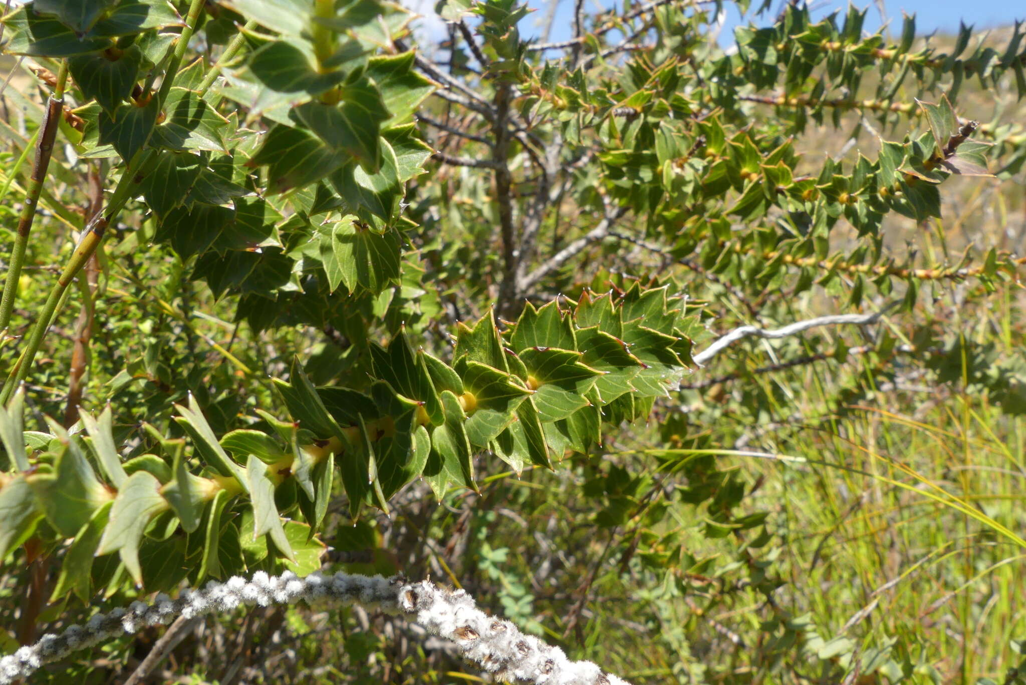 Слика од Cliffortia ilicifolia L.