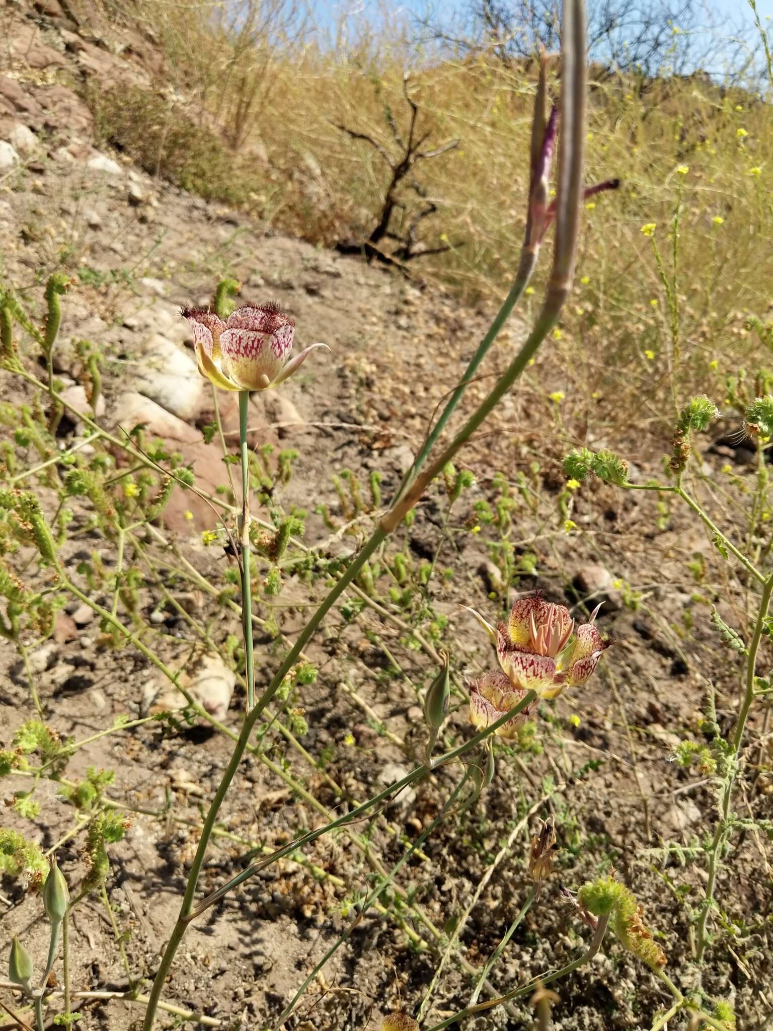 Calochortus fimbriatus H. P. McDonald resmi