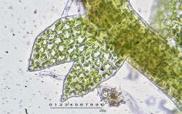 صورة Cephaloziella hampeana (Nees) Schiffn. ex Loeske