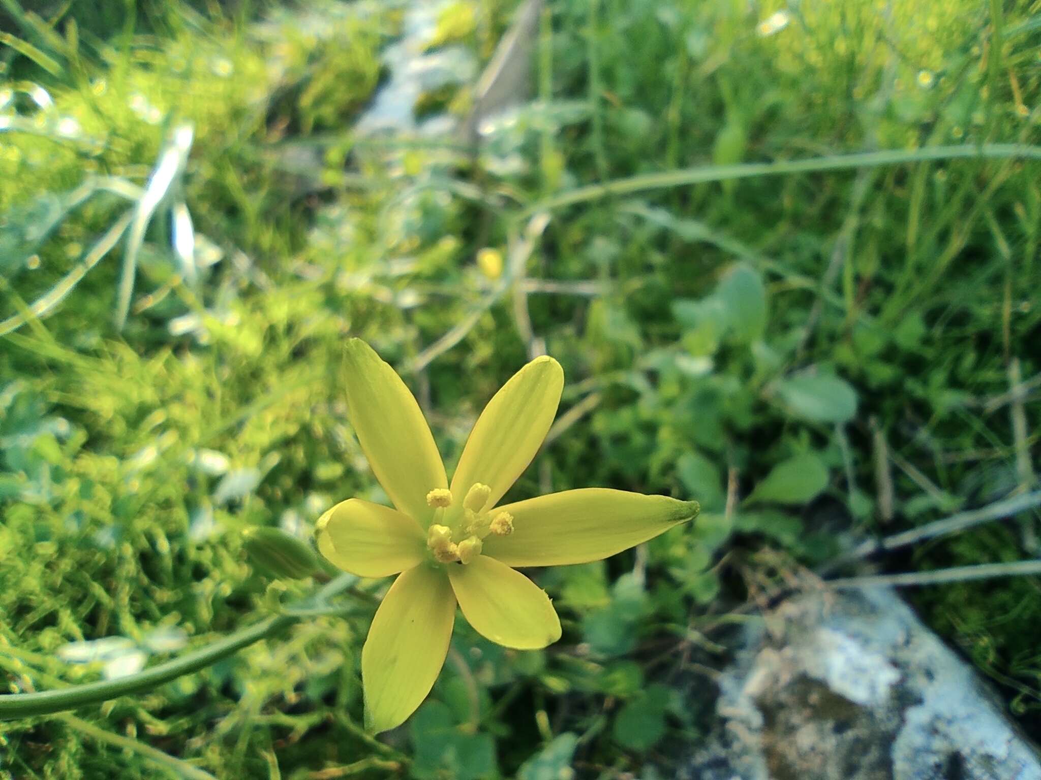 Gagea chlorantha (M. Bieb.) Schult. & Schult. fil.的圖片