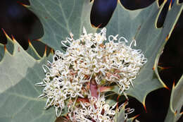 Image of Hakea cristata R. Br.