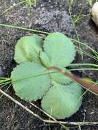 Image of Crassula capensis (L.) Baill.