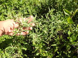 Plancia ëd Oenothera indecora Camb.