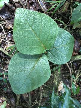 Coccoloba pubescens L. resmi