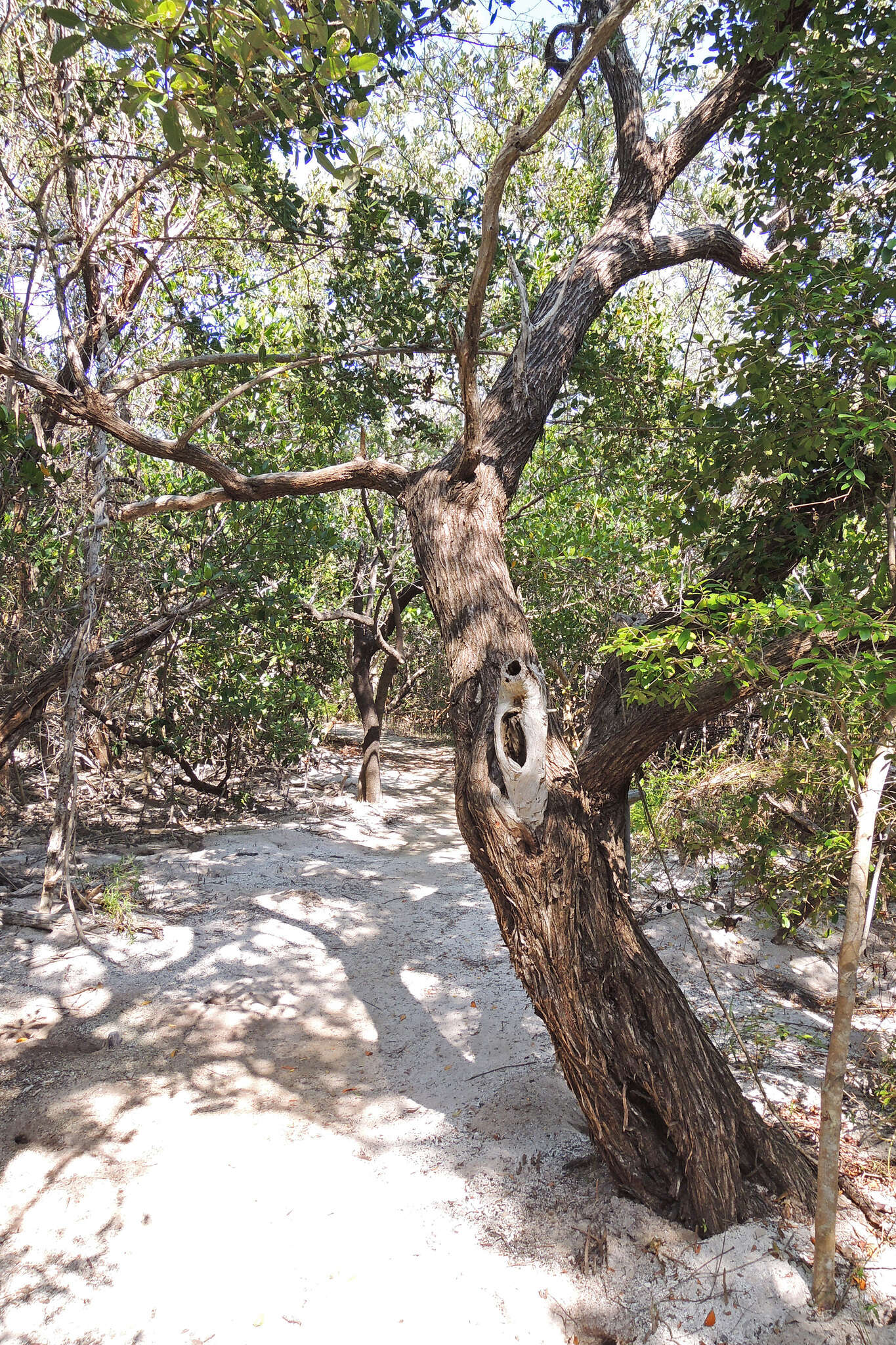 Image of mangrove