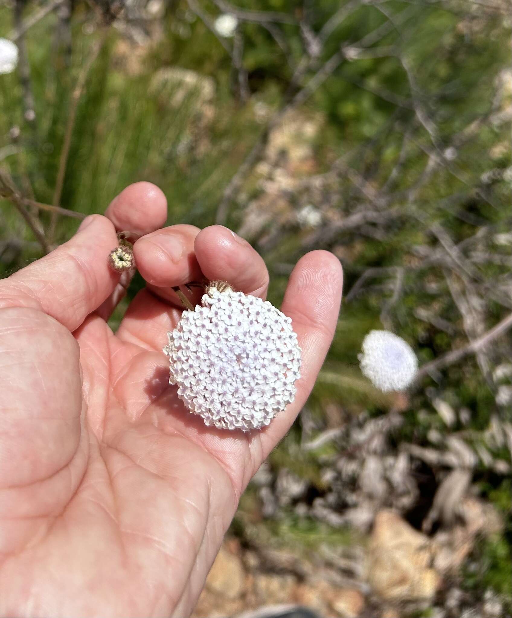 Image of Trachymene coerulea R. Grah.