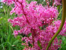 Plancia ëd Filipendula rubra (Hill) B. L. Robins.