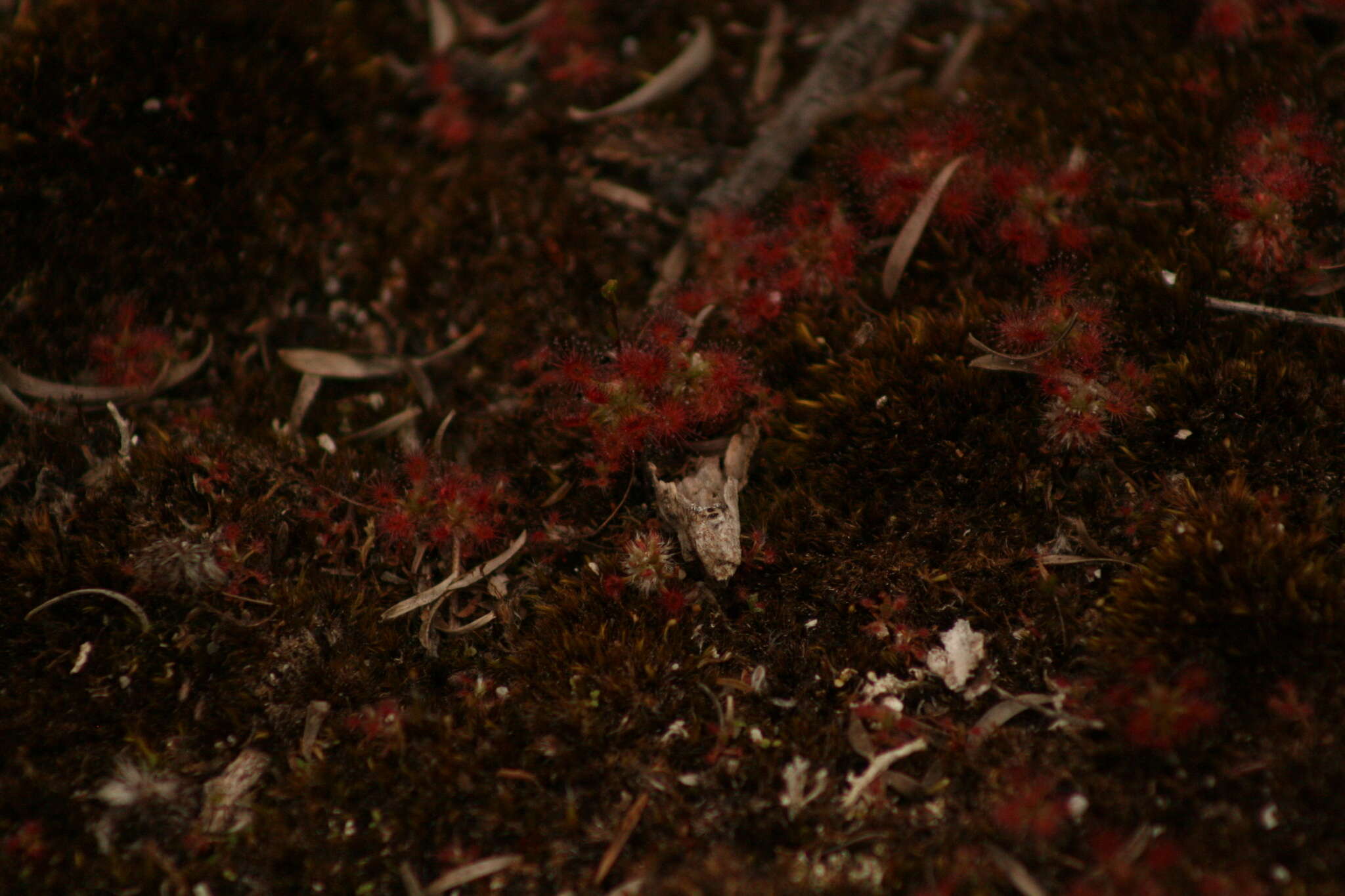 Image of Drosera paleacea subsp. roseana (N. Marchant & Lowrie) Schlauer