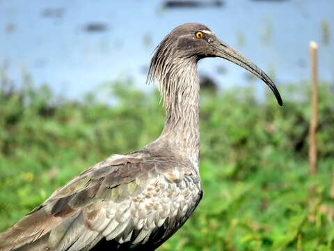 Image of Plumbeous Ibis