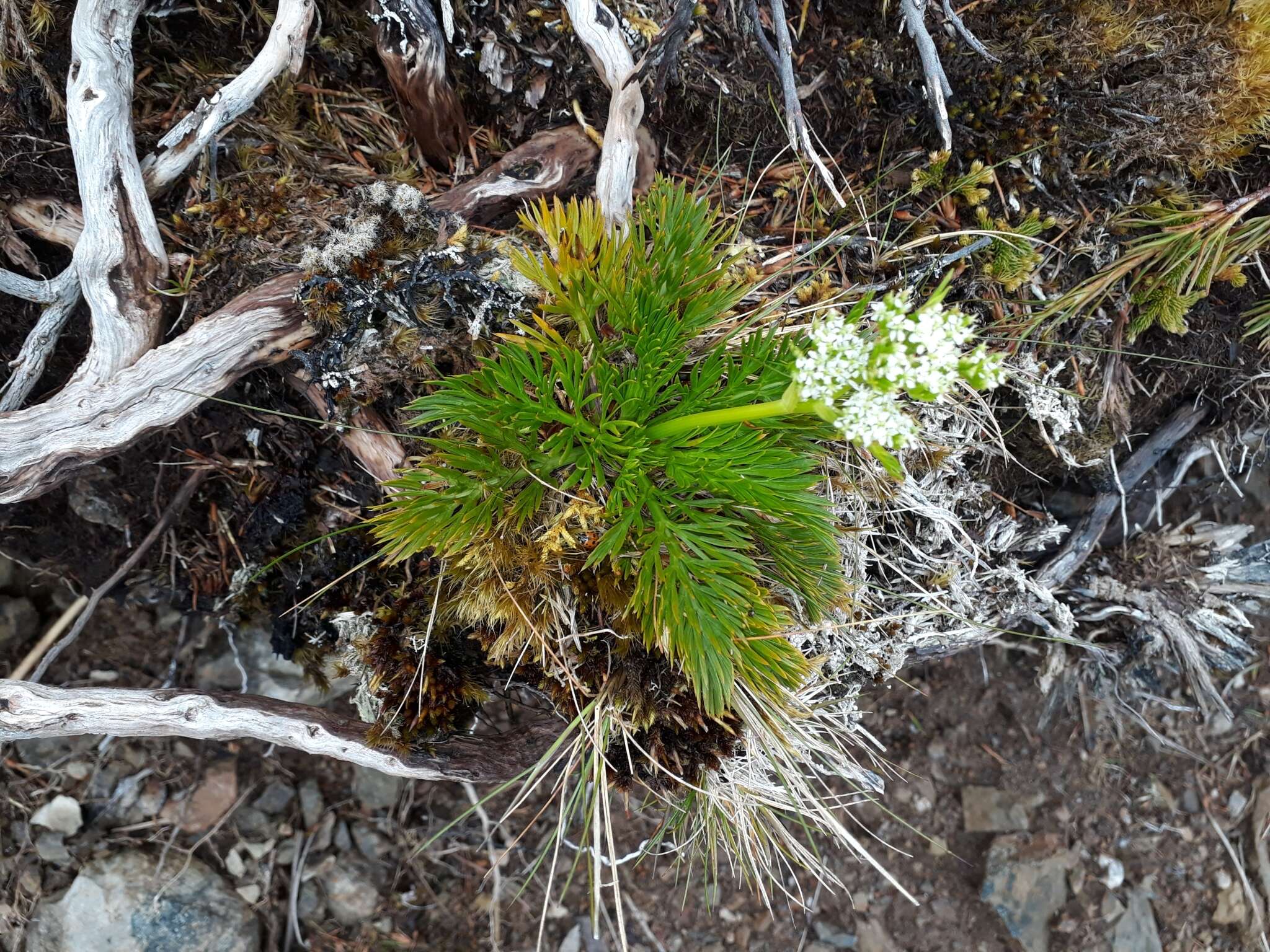 Aciphylla dissecta (T. Kirk) W. R. B. Oliv.的圖片