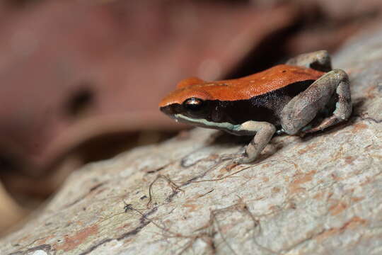 Image de Mantella betsileo (Grandidier 1872)