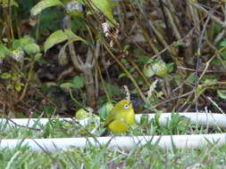 Image of Southern Yellow White-eye