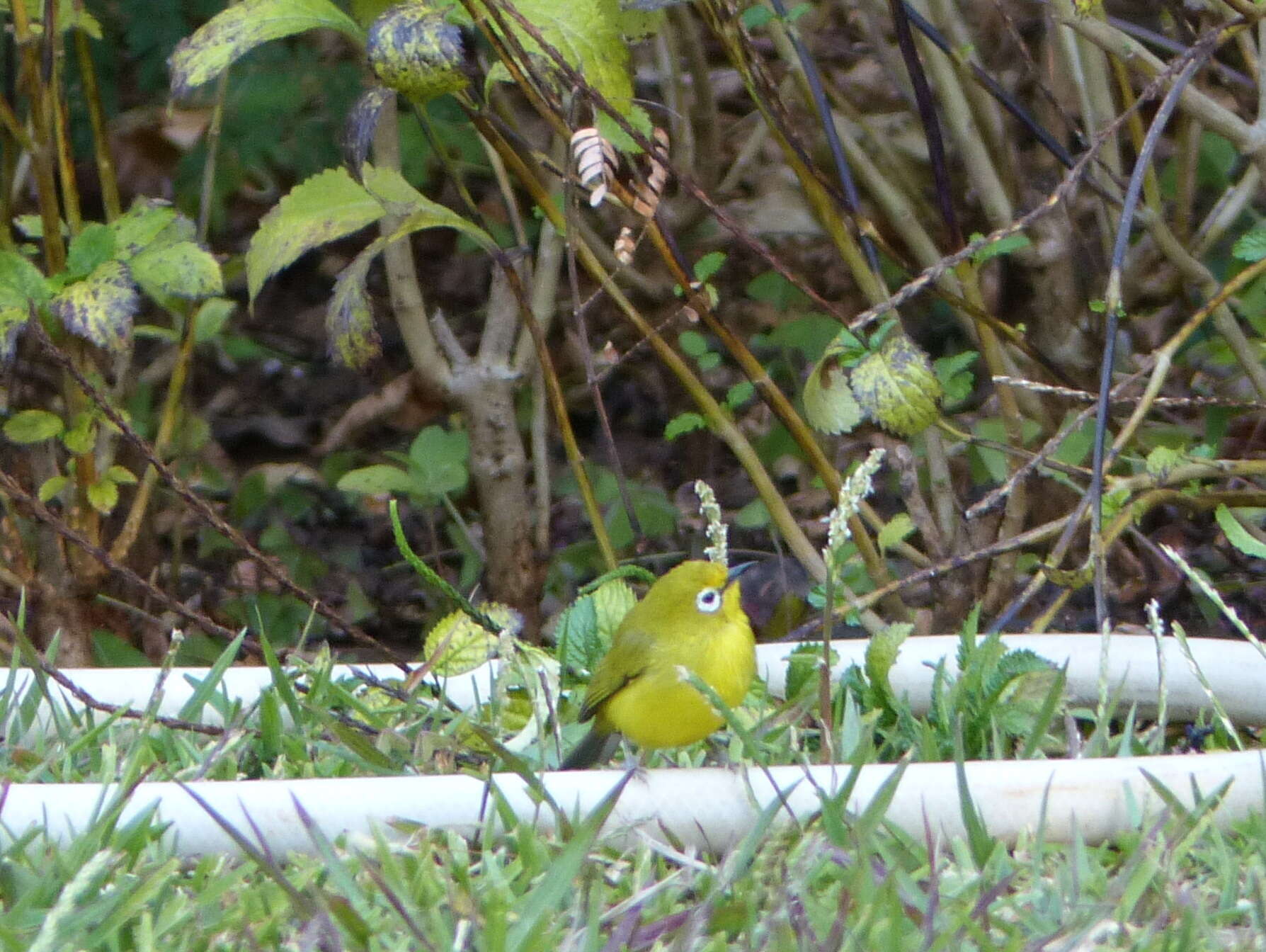 Image of Southern Yellow White-eye