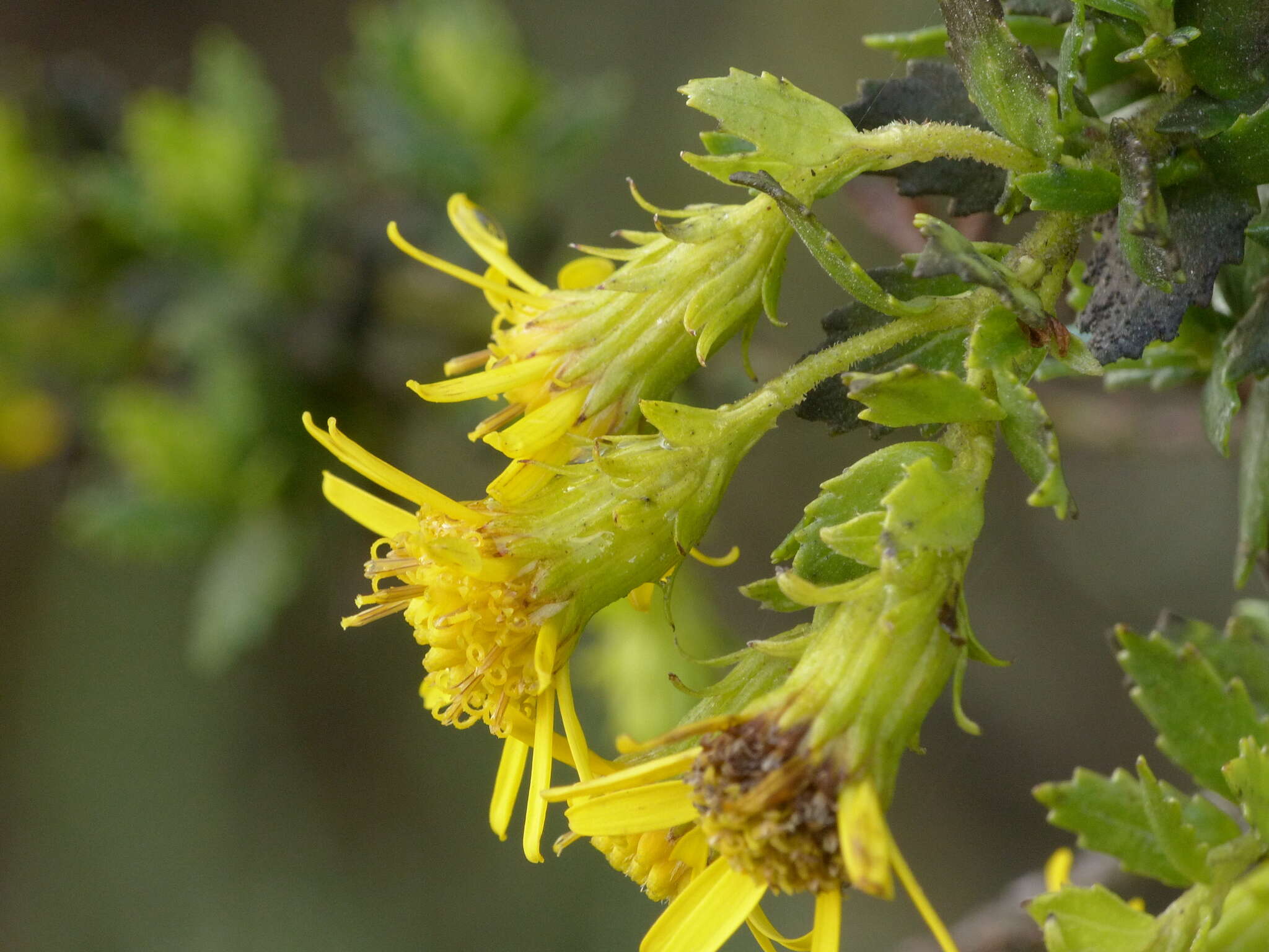 Imagem de Monticalia arbutifolia (Kunth) C. Jeffrey