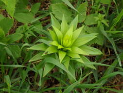 Image of Lilium martagon var. pilosiusculum Freyn