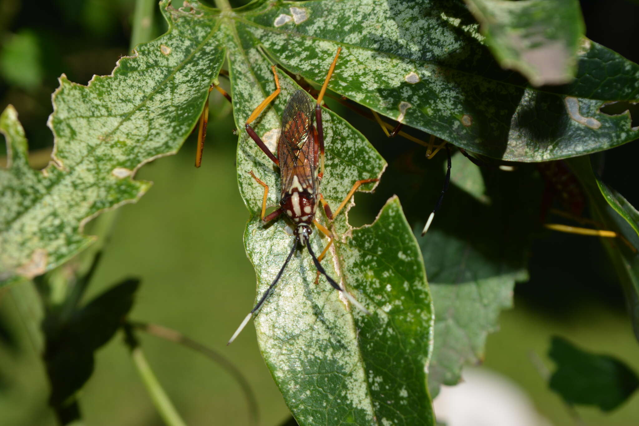 صورة Holhymenia histrio (Fabricius 1803)