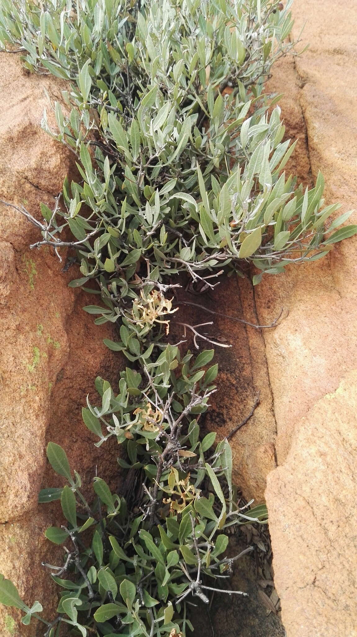Image of Searsia magalismontana subsp. magalismontana