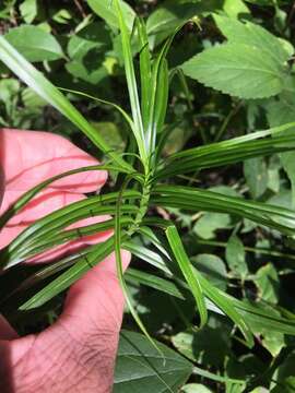 Слика од Carex muskingumensis Schwein.