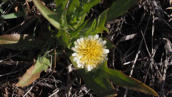 Imagem de Agoseris heterophylla var. heterophylla