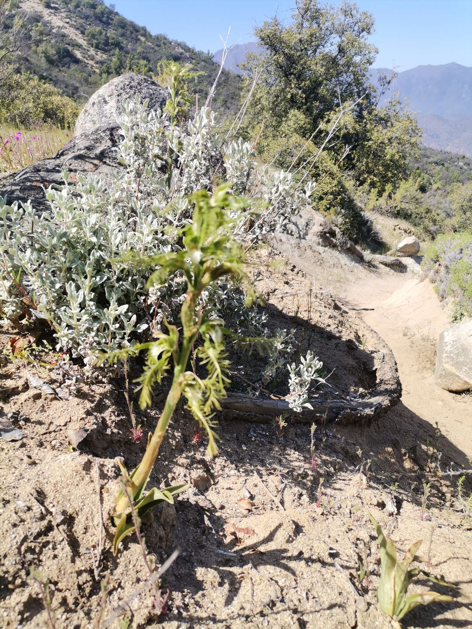 Image of Bipinnula plumosa Lindl.