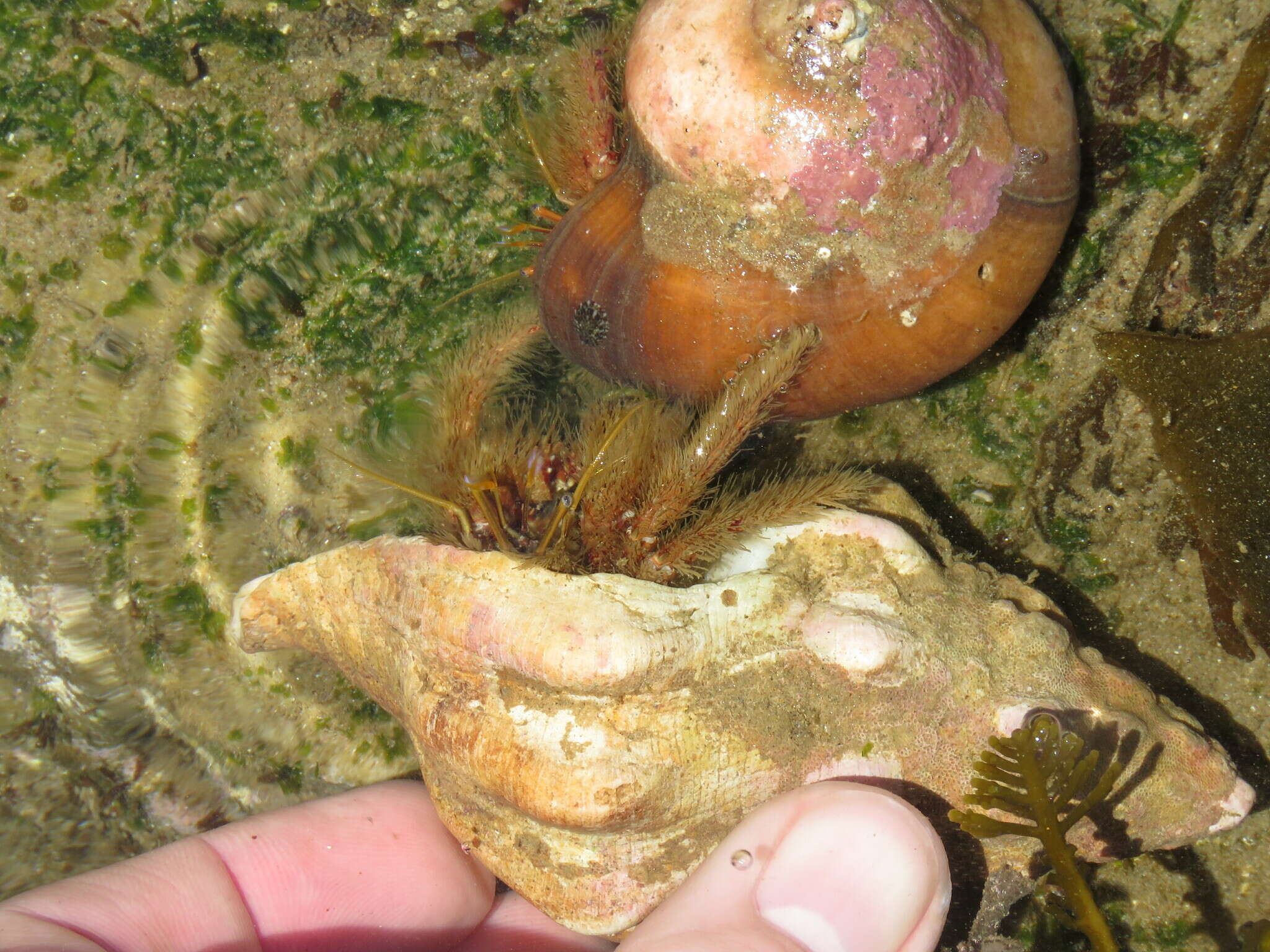 Image of furry hermit crab