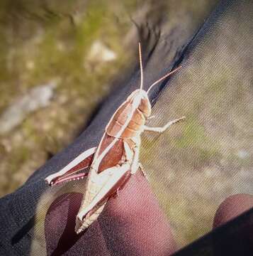 Слика од Paratylotropidia brunneri Scudder & S. H. 1897