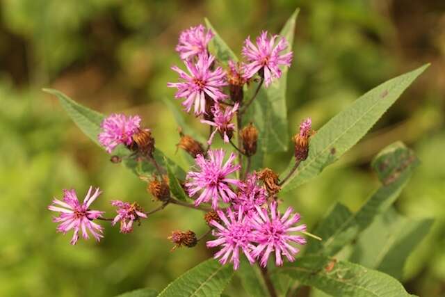 Vernonia gigantea (Walt.) Trel. ex Branner & Coville resmi