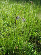 Image of broad-leaved cottongrass