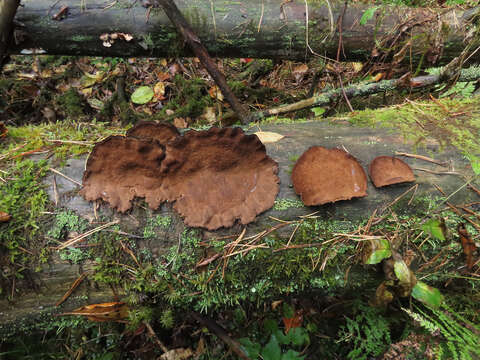 Image of Ischnoderma benzoinum (Wahlenb.) P. Karst. 1881