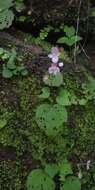 Image of Begonia crenata Dryand.