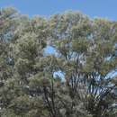 Image of Acacia aneura var. major Pedley