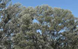 Image of Acacia aneura var. major Pedley